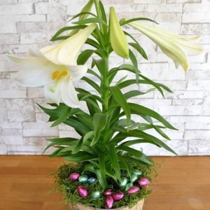 govianu-flower-pots-design-006